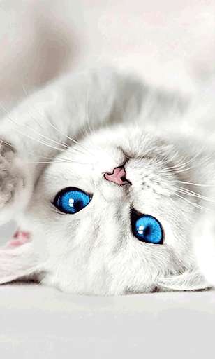 Emulate Android APK Cute Cat