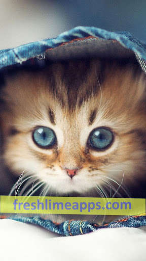 Run android online APK Cute Cats HD Wallpapers from MyAndroid or emulate Cute Cats HD Wallpapers using MyAndroid Run android online APK Cute Cats HD Wallpapers from MyAndroid or emulate Cute Cats HD Wallpapers using MyAndroid