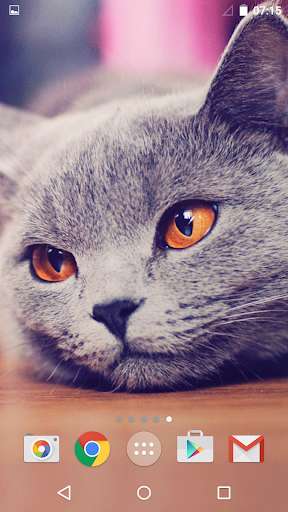 Emulate Android APK Cute cats