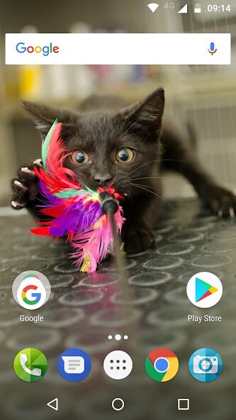Emulate Android APK cute cats wallpapers Emulate Android APK cute cats wallpapers