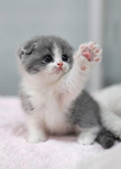 Run android online APK cute cats walpaper/offline from MyAndroid or emulate cute cats walpaper/offline using MyAndroid Run android online APK cute cats walpaper/offline from MyAndroid or emulate cute cats walpaper/offline using MyAndroid