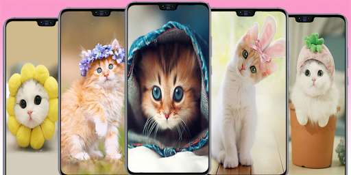 Run android online APK Cute Cat wallpaper - Kitten images from MyAndroid or emulate Cute Cat wallpaper - Kitten images using MyAndroid