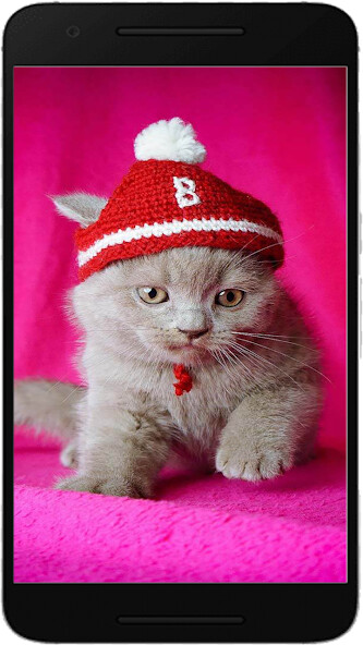 Run android online APK Cute Cat Wallpaper Offline from MyAndroid or emulate Cute Cat Wallpaper Offline using MyAndroid Run android online APK Cute Cat Wallpaper Offline from MyAndroid or emulate Cute Cat Wallpaper Offline using MyAndroid