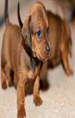 Emulate Android APK Cute Dachshund Dog Scratchie Emulate Android APK Cute Dachshund Dog Scratchie