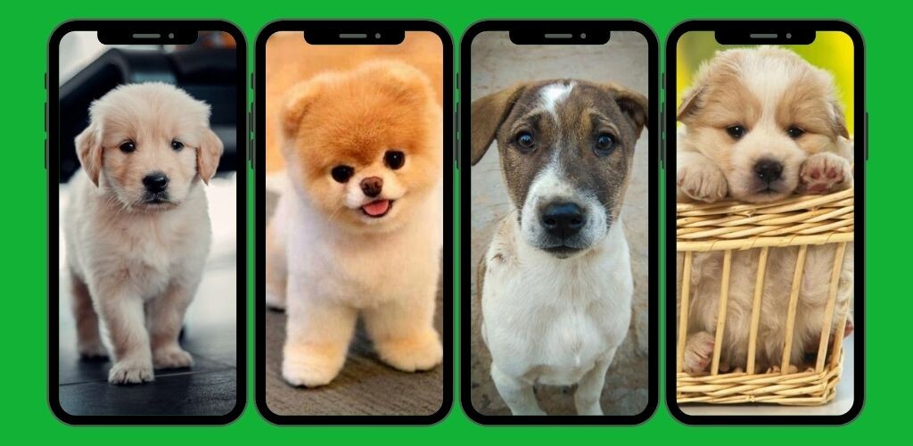 Run android online APK Cute Dogs HD Wallpaper from MyAndroid or emulate Cute Dogs HD Wallpaper using MyAndroid Run android online APK Cute Dogs HD Wallpaper from MyAndroid or emulate Cute Dogs HD Wallpaper using MyAndroid