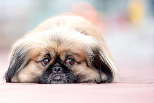 Run android online APK Cute dogs wallpapers from MyAndroid or emulate Cute dogs wallpapers using MyAndroid Run android online APK Cute dogs wallpapers from MyAndroid or emulate Cute dogs wallpapers using MyAndroid