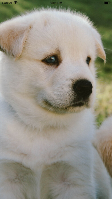 Run android online APK Cute Dog Wallpapers HD from MyAndroid or emulate Cute Dog Wallpapers HD using MyAndroid Run android online APK Cute Dog Wallpapers HD from MyAndroid or emulate Cute Dog Wallpapers HD using MyAndroid