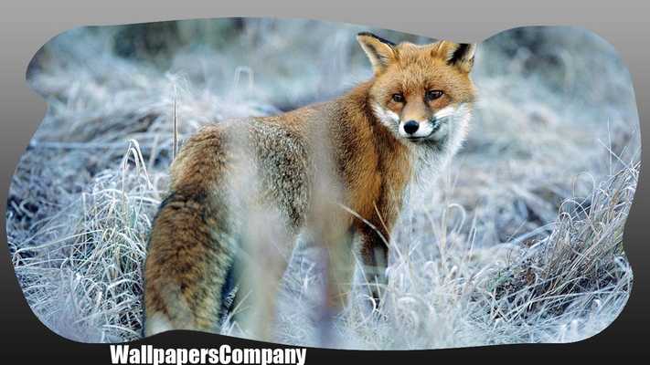 Emulate Android APK Cute Fox Pack 2 Wallpaper