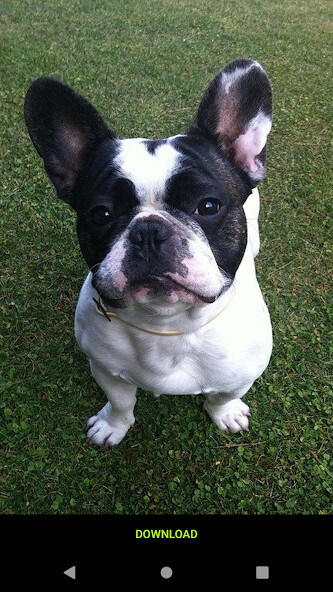 Run android online APK Cute French Bulldog Wallpapers from MyAndroid or emulate Cute French Bulldog Wallpapers using MyAndroid