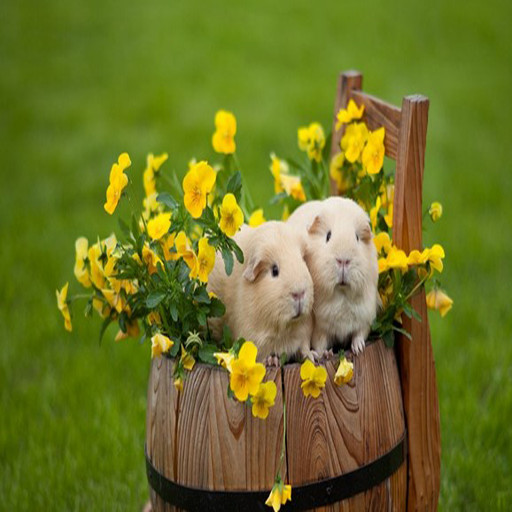 Run android online APK Cute Hamster Wallpaper from MyAndroid or emulate Cute Hamster Wallpaper using MyAndroid Run android online APK Cute Hamster Wallpaper from MyAndroid or emulate Cute Hamster Wallpaper using MyAndroid