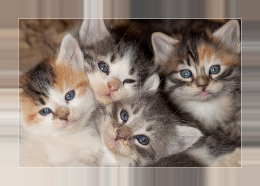 Run android online APK Cute kittens Images from MyAndroid or emulate Cute kittens Images using MyAndroid