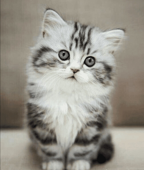 Run android online APK Cute Kittens from MyAndroid or emulate Cute Kittens using MyAndroid Run android online APK Cute Kittens from MyAndroid or emulate Cute Kittens using MyAndroid