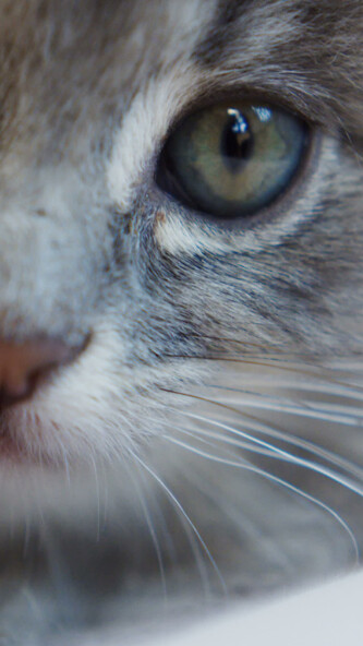 Run android online APK Cute kitten wallpapers from MyAndroid or emulate Cute kitten wallpapers using MyAndroid