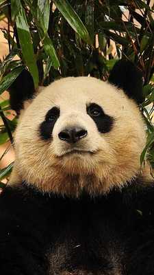 Emulate Android APK cute pandas wallpaper Emulate Android APK cute pandas wallpaper