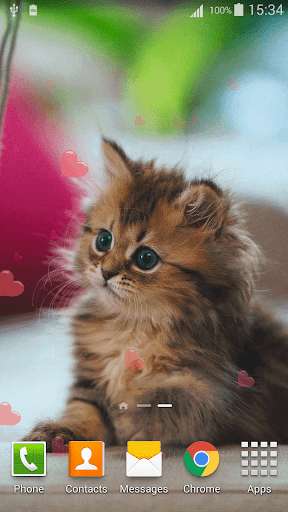 Run android online APK Cute Pets Live Wallpaper from MyAndroid or emulate Cute Pets Live Wallpaper using MyAndroid