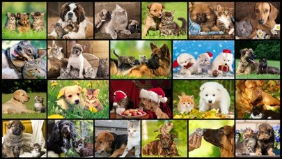 Emulate iPhone app Cute Pets - Real Dogs and Cats Picture Puzzle Games for kids using MyAndroid Emulate iPhone app Cute Pets - Real Dogs and Cats Picture Puzzle Games for kids using MyAndroid