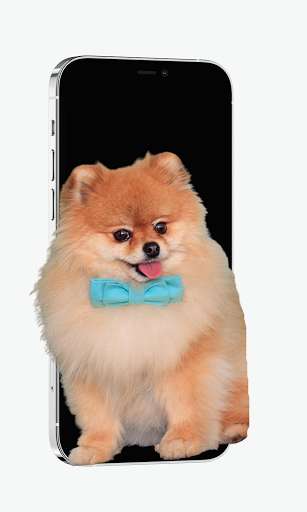 Run android online APK Cute Pomeranian Live Wallpapers from MyAndroid or emulate Cute Pomeranian Live Wallpapers using MyAndroid