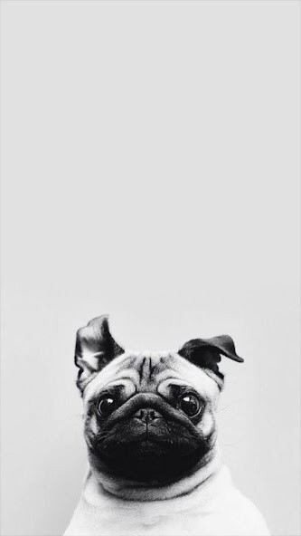 Run android online APK Cute Pug Wallpaper HD 4K from MyAndroid or emulate Cute Pug Wallpaper HD 4K using MyAndroid Run android online APK Cute Pug Wallpaper HD 4K from MyAndroid or emulate Cute Pug Wallpaper HD 4K using MyAndroid