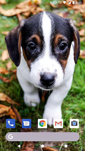 Run android online APK Cute Puppies Live Wallpapers HD from MyAndroid or emulate Cute Puppies Live Wallpapers HD using MyAndroid Run android online APK Cute Puppies Live Wallpapers HD from MyAndroid or emulate Cute Puppies Live Wallpapers HD using MyAndroid