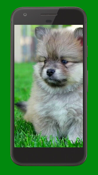 Run android online APK Cute Puppies Video Wallpaper from MyAndroid or emulate Cute Puppies Video Wallpaper using MyAndroid Run android online APK Cute Puppies Video Wallpaper from MyAndroid or emulate Cute Puppies Video Wallpaper using MyAndroid