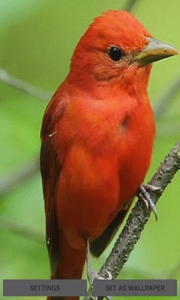 Run android online APK Cute Red Bird LWP from MyAndroid or emulate Cute Red Bird LWP using MyAndroid