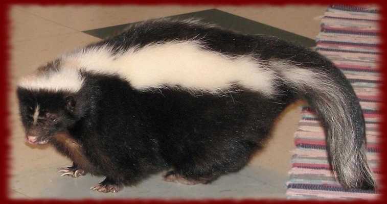 Emulate Android APK Cute Skunks wallpapers Emulate Android APK Cute Skunks wallpapers