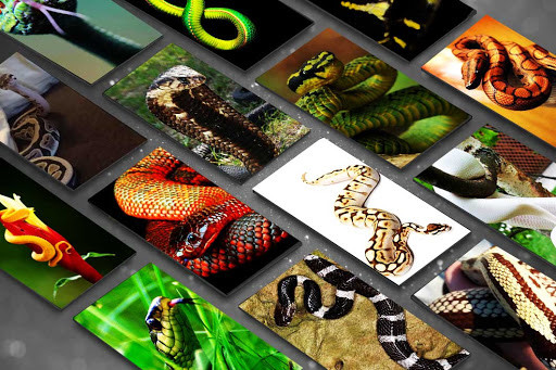 Run android online APK Cute Snake Wallpaper HD from MyAndroid or emulate Cute Snake Wallpaper HD using MyAndroid