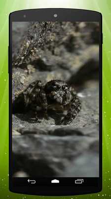 Emulate Android APK Cute Spider Live Wallpaper