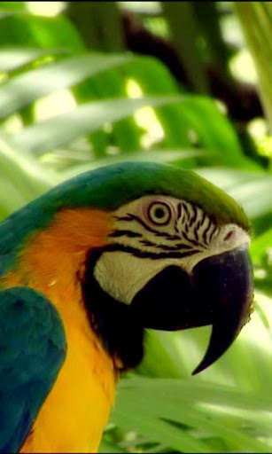 Run android online APK Cute varicoloured parrot from MyAndroid or emulate Cute varicoloured parrot using MyAndroid Run android online APK Cute varicoloured parrot from MyAndroid or emulate Cute varicoloured parrot using MyAndroid