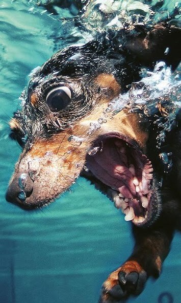Emulate Android APK Dachshund Jigsaw Puzzle Emulate Android APK Dachshund Jigsaw Puzzle