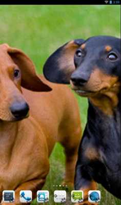 Emulate Android APK Dachshund Theme - Nova/ADW/GO