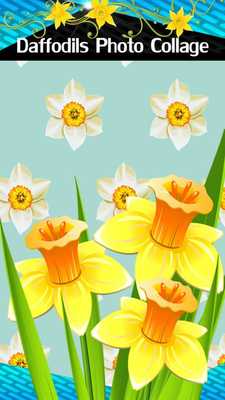 Emulate Android APK Daffodils Photo Collage Emulate Android APK Daffodils Photo Collage