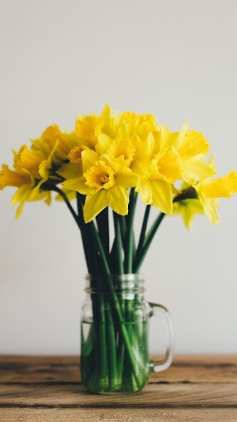 Run android online APK Daffodil Wallpapers from MyAndroid or emulate Daffodil Wallpapers using MyAndroid Run android online APK Daffodil Wallpapers from MyAndroid or emulate Daffodil Wallpapers using MyAndroid