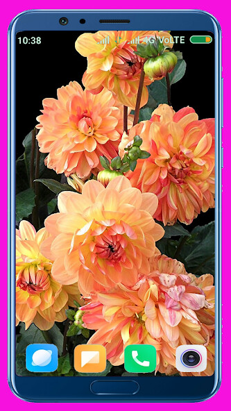 Run android online APK Dahlia flower HD Wallpaper from MyAndroid or emulate Dahlia flower HD Wallpaper using MyAndroid