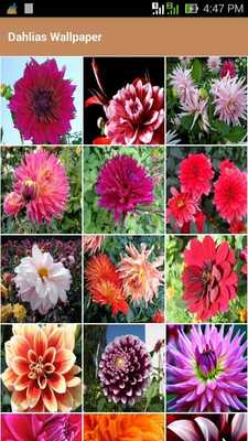 Emulate Android APK Dahlias Wallpapers Emulate Android APK Dahlias Wallpapers