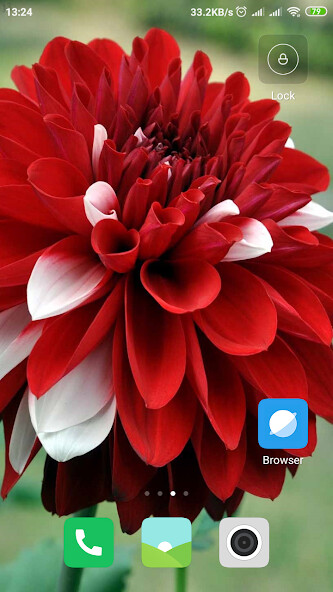 Run android online APK Dahlia Wallpaper from MyAndroid or emulate Dahlia Wallpaper using MyAndroid