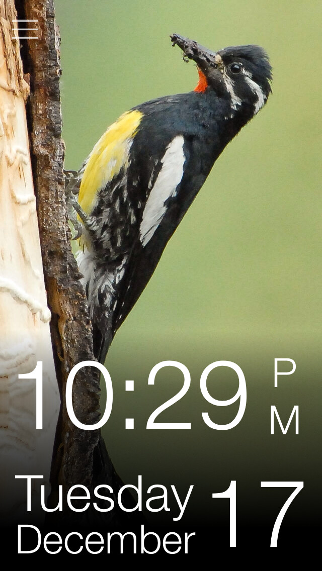 Emulate iPhone app Daily Bird - the beautiful bird a day calendar app using MyAndroid Emulate iPhone app Daily Bird - the beautiful bird a day calendar app using MyAndroid