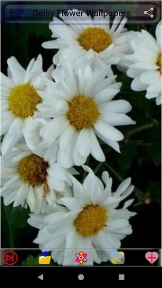 Run android online APK Daisy Flower Wallpapers from MyAndroid or emulate Daisy Flower Wallpapers using MyAndroid