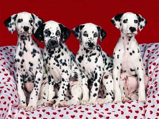 Emulate Android APK Dalmatians Images