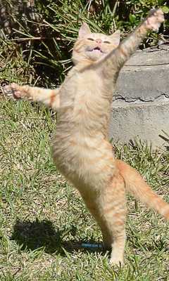 Emulate Android APK dancing cat live wallpaper Emulate Android APK dancing cat live wallpaper
