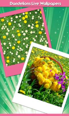 Emulate Android APK Dandelions Live Wallpapers