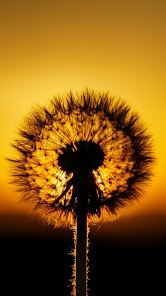 Emulate Android APK Dandelion Wallpaper HD Emulate Android APK Dandelion Wallpaper HD
