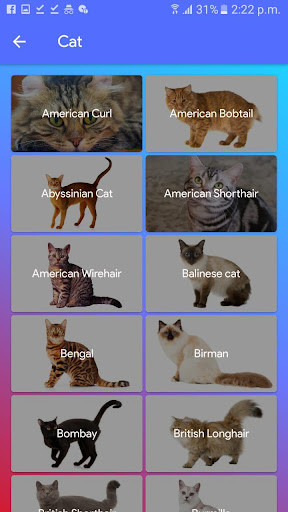 Run android online APK Deal Any Cat - Buy Cat and Sell Cat from MyAndroid or emulate Deal Any Cat - Buy Cat and Sell Cat using MyAndroid Run android online APK Deal Any Cat - Buy Cat and Sell Cat from MyAndroid or emulate Deal Any Cat - Buy Cat and Sell Cat using MyAndroid