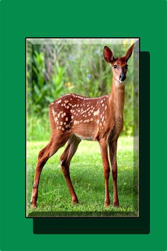 Run android online APK Deer Wallpapers new from MyAndroid or emulate Deer Wallpapers new using MyAndroid Run android online APK Deer Wallpapers new from MyAndroid or emulate Deer Wallpapers new using MyAndroid