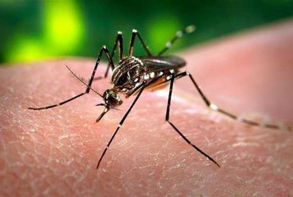 Emulate Android APK Dengue Alerta Emulate Android APK Dengue Alerta