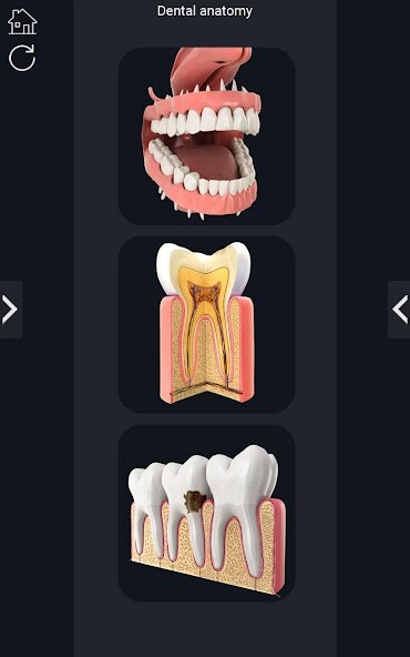 Emulate Android APK Dental Anatomy Emulate Android APK Dental Anatomy
