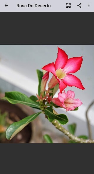 Run android online APK Desert Rose from MyAndroid or emulate Desert Rose using MyAndroid