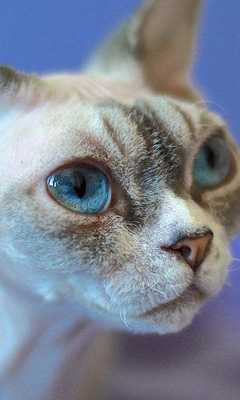 Emulate Android APK Devon Rex Jigsaw Puzzle Emulate Android APK Devon Rex Jigsaw Puzzle