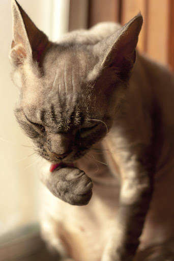 Run android online APK Devon Rex Wallpapers from MyAndroid or emulate Devon Rex Wallpapers using MyAndroid Run android online APK Devon Rex Wallpapers from MyAndroid or emulate Devon Rex Wallpapers using MyAndroid