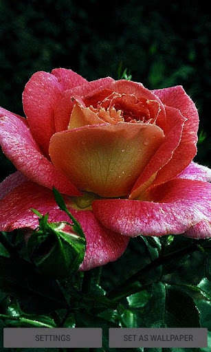 Run android online APK Dewy Shine Rose LWP from MyAndroid or emulate Dewy Shine Rose LWP using MyAndroid Run android online APK Dewy Shine Rose LWP from MyAndroid or emulate Dewy Shine Rose LWP using MyAndroid